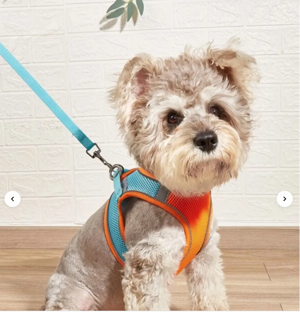 A joyful dog in a colorful harness sits or plays against a light background, capturing the essence of a pet-friendly, welcoming environment. The image exudes a playful, happy vibe, emphasizing that pets are truly considered part of the family here.